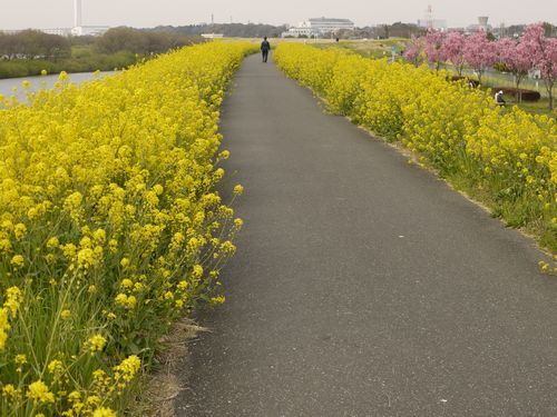 江戸川　菜の花咲き乱れスポット